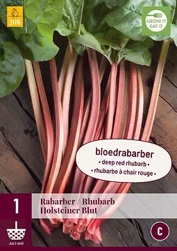 Rheum/Rabarber Holsteiner Blut
