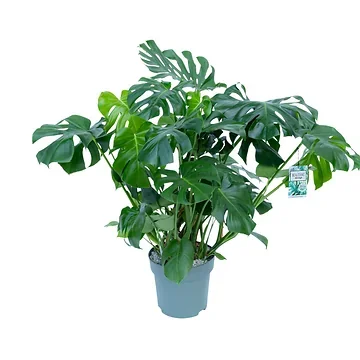 Gatenplant (Monstera Delicousa) H 75 ø 30 cm