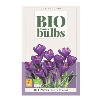 JUB Holland Crocus Flower Record 10 bollen
