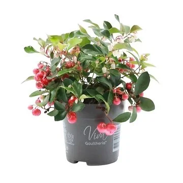 Bergthee (Gaultheria Procumbens) Big Berry 15 cm
