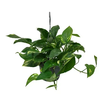 Drakenklimop (Epipremnum Aureum) H 40 ø 15 cm