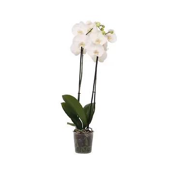 Vlinderorchidee (Phalaenopsis Wit XL 2-tak) H 90 ø 15 cm