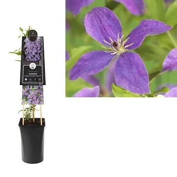 Bosrank (Clematis So Many® Lavender Flowers PBR) H 75