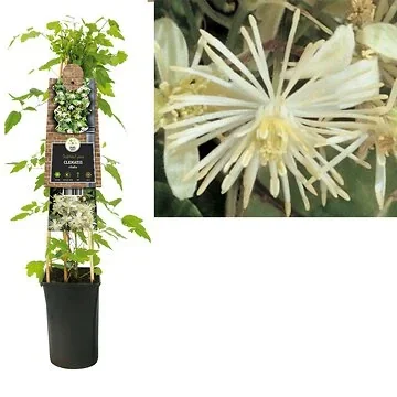 Bosrank (Clematis vitalba) H 75