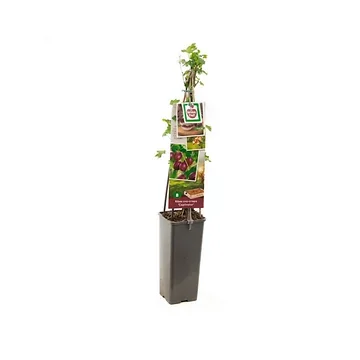 Doornloze kruisbes, resistent (Ribes uva-cr. Captivator) H 60 ø 11 cm cm