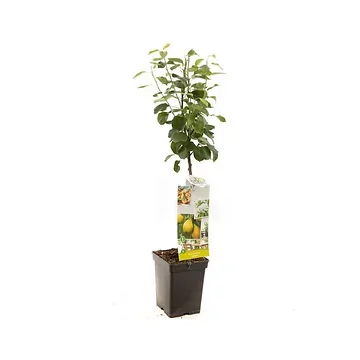 Handpeer (Pyrus comm. Obelisk zuilvorm) H 110 ø 18 cm