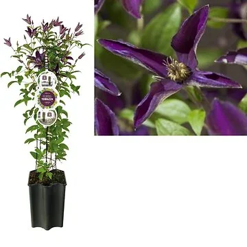 Bosrank (Clematis Noora PBR) H 80