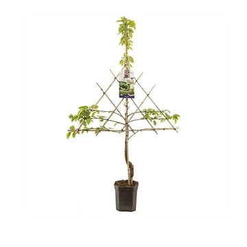 Zoete kers (Prunus avium Burlat leivorm) H 160 ø 24 cm