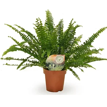 Krulvaren (Nephrolepis Green Lady) H 35 ø 12 cm