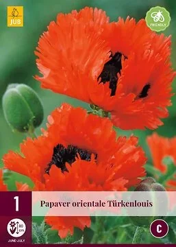 Papaver Orientale Türkenlouis