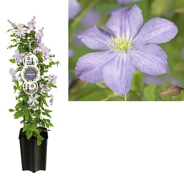 Bosrank (Clematis 'Prince Charles') H 80