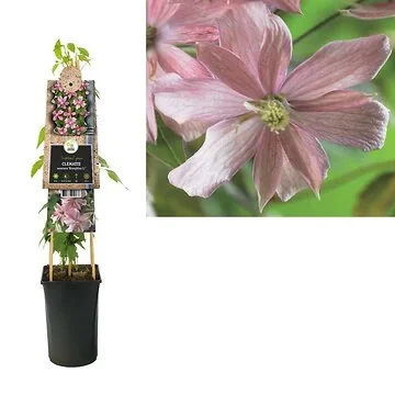 Bosrank (Clematis montana 'Broughton S.') H 75