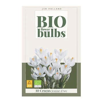 JUB Holland Crocus Jeanne dСrc 10 bollen