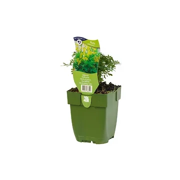 Wijnruit (Ruta graveolens) ø 11 cm