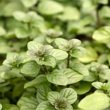 Sinaasappelmunt (Mentha pip. 'Orange') ø 11 cm