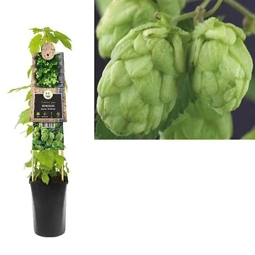 Hop (Humulus lupulus 'Nordbrau') H 75