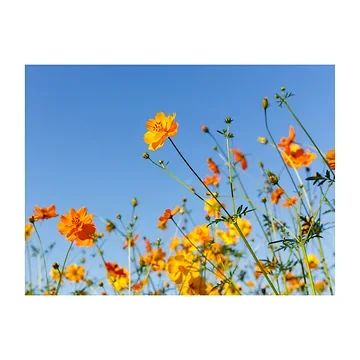 Anna's Collection Tuinposter Buitencanvas Bloemen Oranje 58 x 78 cm