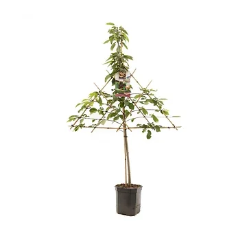 Zoete kers (Prunus avium Lapins leivorm) H 160 ø 24 cm