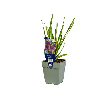 Sierui (Allium 'Millennium') ø 11 cm