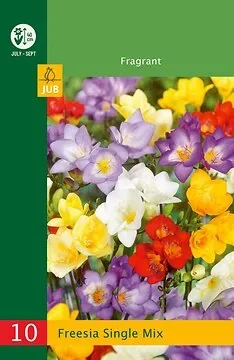 Low Budget Freesia Single Mix