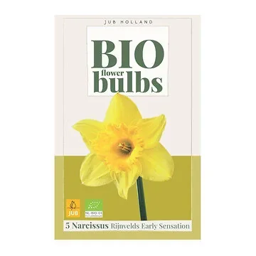 JUB Holland Narcissus Rijnvelds Early Semsation 5 bollen
