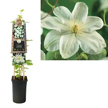 Bosrank (Clematis 'Guernsey Cream') H 75