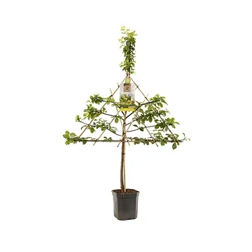 Gele pruim (Prunus dom. R-Cl. d'Oullins leivorm) H 160 ø 24 cm