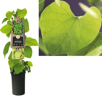 Aristolochia durior (macrophylla) H 75