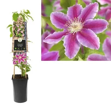 Bosrank (Clematis 'Dr. Ruppel') H 75