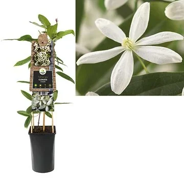 Bosrank (Clematis armandii) H 75