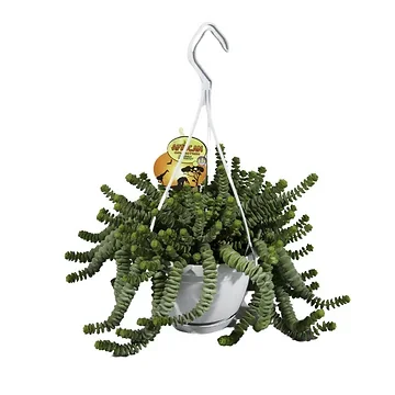 Jade Plant (Crassula Hottentot) H 30 ø 14 cm