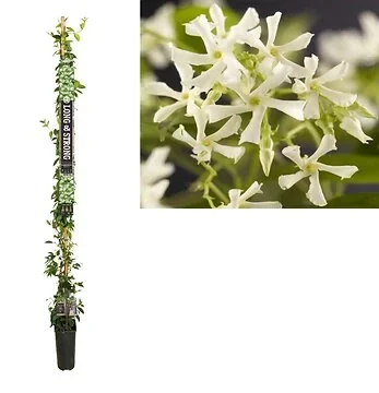 Toscaanse Jasmijn (Trachelospermum jasminoides) H 215