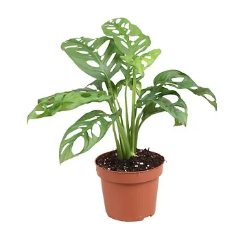Gatenplant (Monstera Adansonii) H 30 ø 12 cm