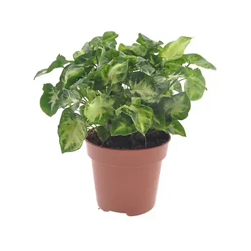 Syngonium Pixie H 20 ø 12 cm