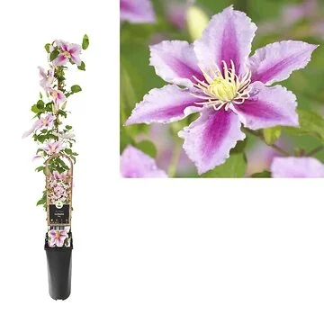 Bosrank (Clematis 'Piilu') H 90