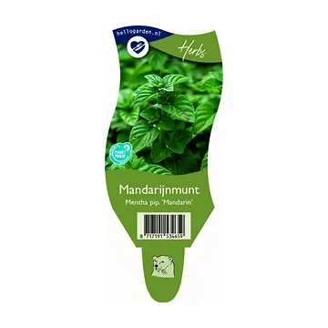 Mandarijnmunt (Mentha pip. 'Mandarin') ø 11 cm
