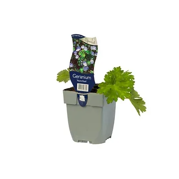Ooievaarsbek (Geranium 'Azure Rush') ø 11 cm