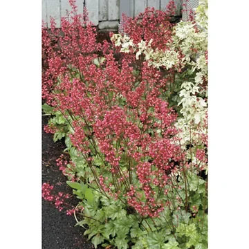 Purperklokje (Heuchera 'Paris') ø 11 cm