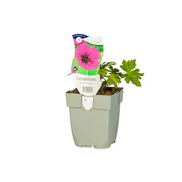 Ooievaarsbek (Geranium 'Anne Thomson') ø 11 cm