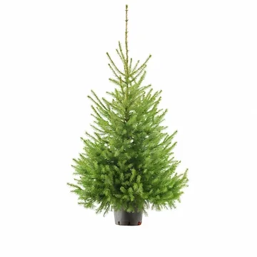 Kerstboom Picea Omorika 100-125 cm in pot
