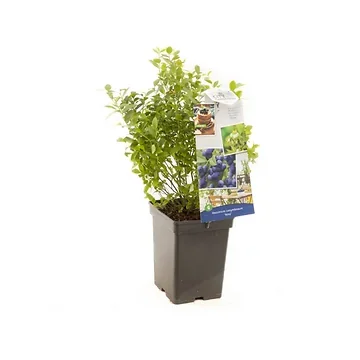 Compacte blauwe bes (Vaccinium corymbosum Aino) H 60 ø 18 cm