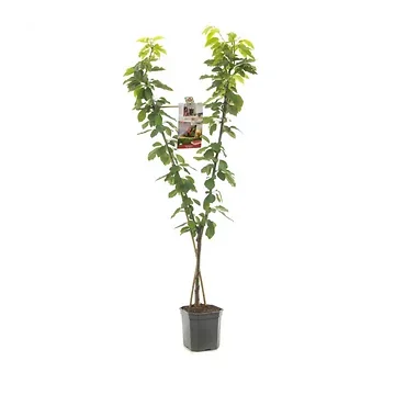 V-Vorm kers (Prunus avium Duo-kers) H 160 ø 24 cm
