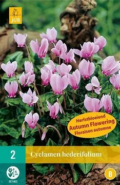 Cyclamen Hederifolium