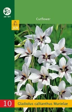 Low Budget Gladiolus Callianthus