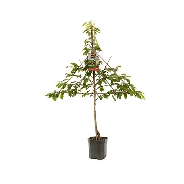 Zoete kers (Prunus avium Regina leivorm) H 160 ø 24 cm