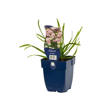 Sierui (Allium senescens) ø 11 cm