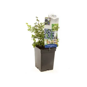Compacte blauwe bes (Vaccinium corymbosum Arto) H 60 ø 18 cm