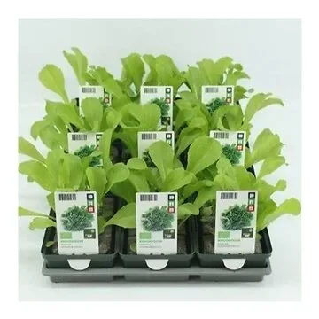 Andijvie (Cichorium Endivia) BIO