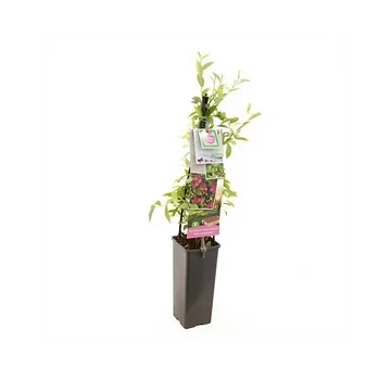 Roze bes (Vaccinium corymbosum Pink Lemonade) H 60 ø 11 cm cm