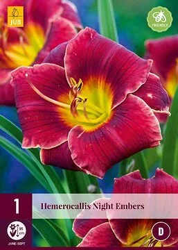 Hemerocallis Night Embers